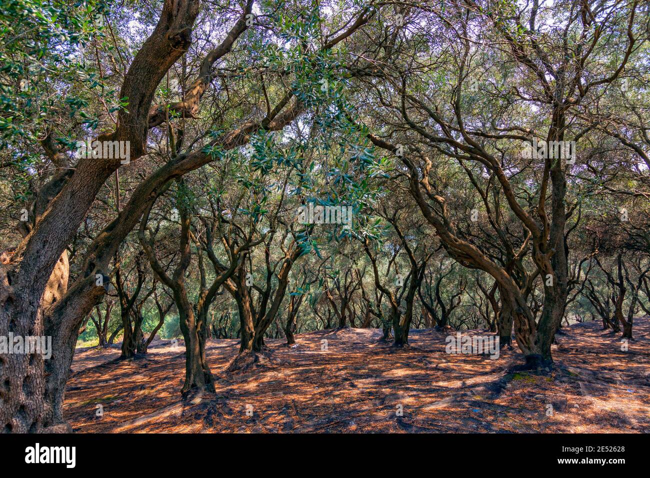 Mediterranean forest, bio agriculture. Olive trees. Corfu island. Greece Stock Photo
