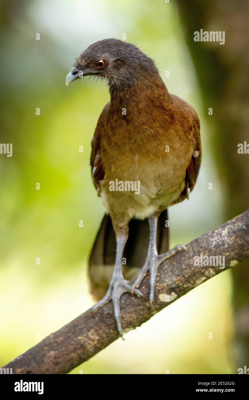 A Grey-headed Chachalaca (Ortalis cinereiceps) bird in Costa Rica Stock Photo