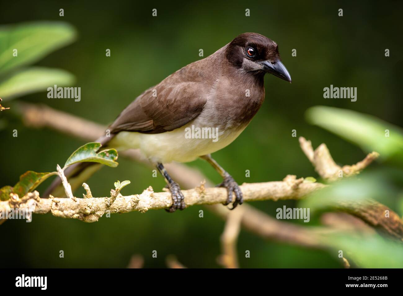 A Brown Jay (Psilorhinus morio) Cartago Province, Tayutic, Costa Rica ...