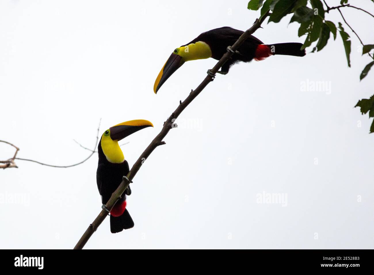 Two Yellowthroated Toucan (Ramphastos ambiguus) bird at Carara