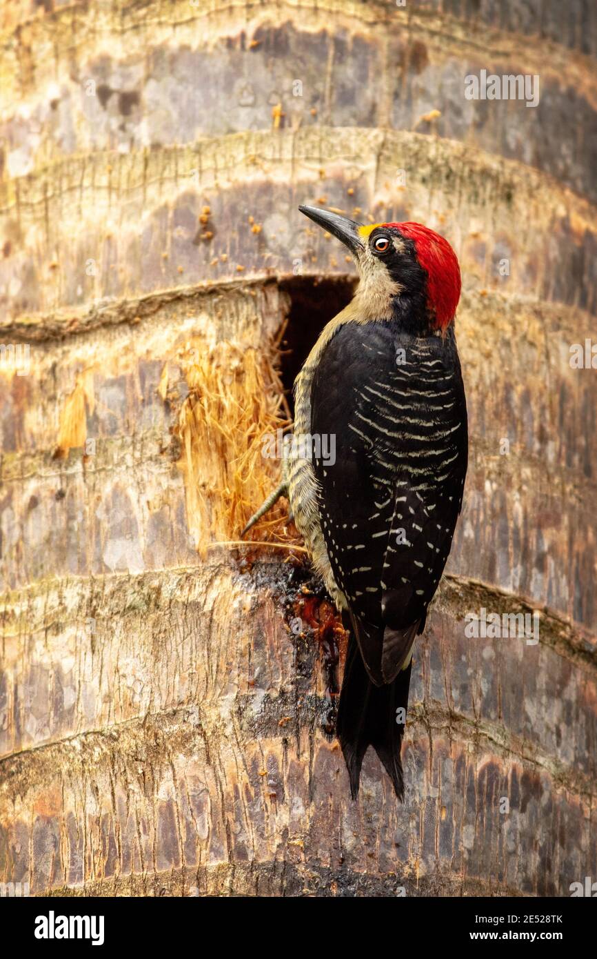 A Black-cheeked Woodpecker (Melanerpes pucherani) in the Cartago Province, Tayutic, Costa Rica Stock Photo