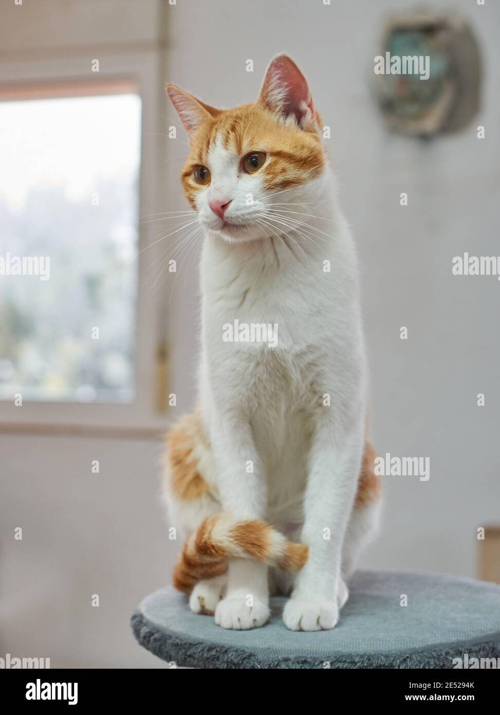 Portrait of a white and ginger fluffy cat sitting on the cat tree Stock ...