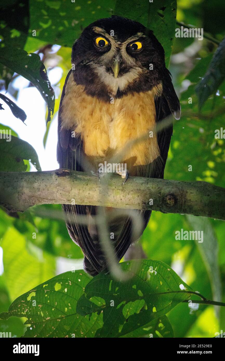 A Spectacled Owl (Pulsatrix perspicillata) in Costa Rica Stock Photo