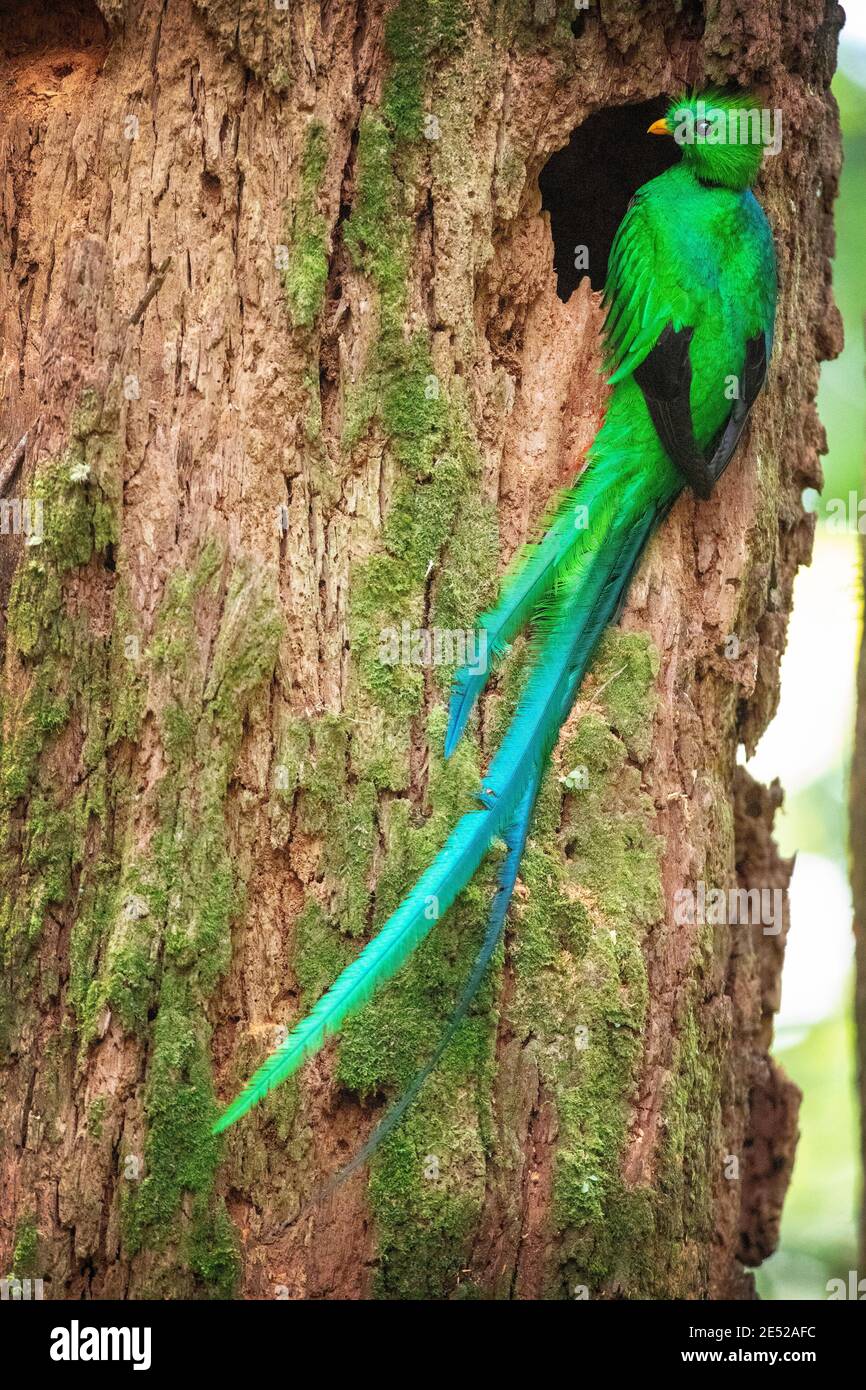The national bird of Guatemala, a male Resplendent Quetzal ...