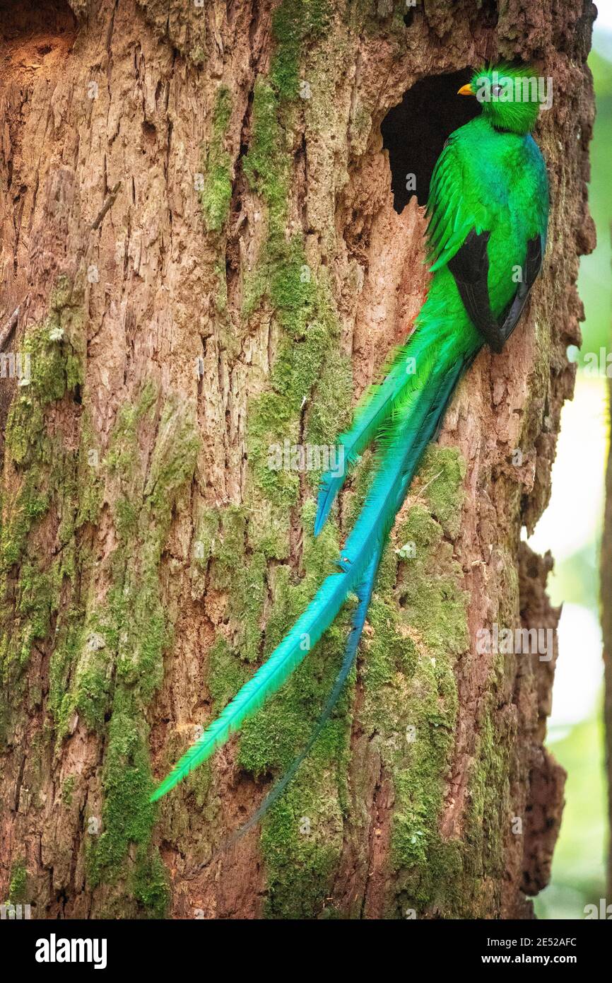 The national bird of Guatemala, a male Resplendent Quetzal (Pharomachrus mocinno) poses in Costa Rica. *Near Threatened Stock Photo