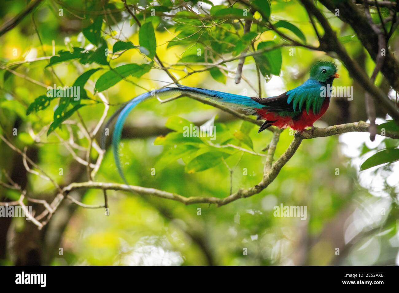 The national bird of Guatemala, a male Resplendent Quetzal (Pharomachrus mocinno) poses in Costa Rica. *Near Threatened Stock Photo