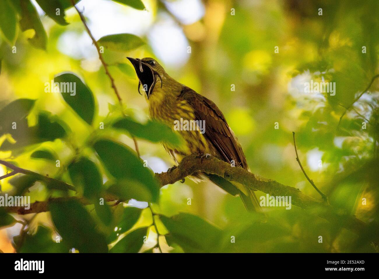 A juvenile male Three-wattled Bellbird (Procnias tricarunculatus) in Costa Rica. *Vulnerable Stock Photo