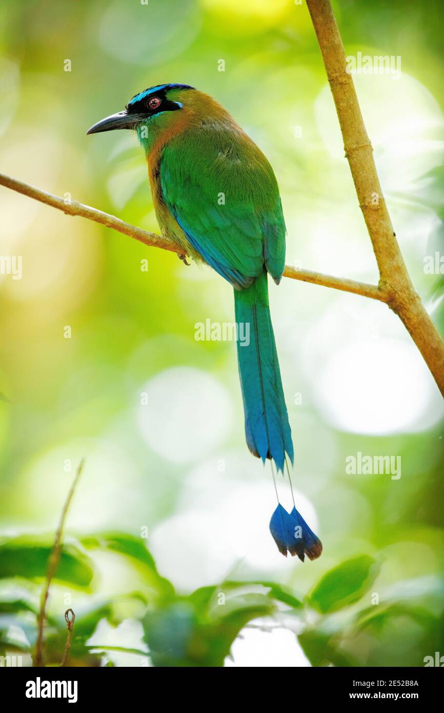 A Blue-capped Motmot or Blue-crowned Motmot (Momotus coeruliceps) in Costa Rica Stock Photo