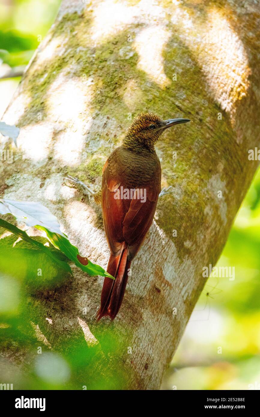 A Northern Barred Woodcreeper (Dendrocolaptes sanctithomae) bird in Costa Rica Stock Photo