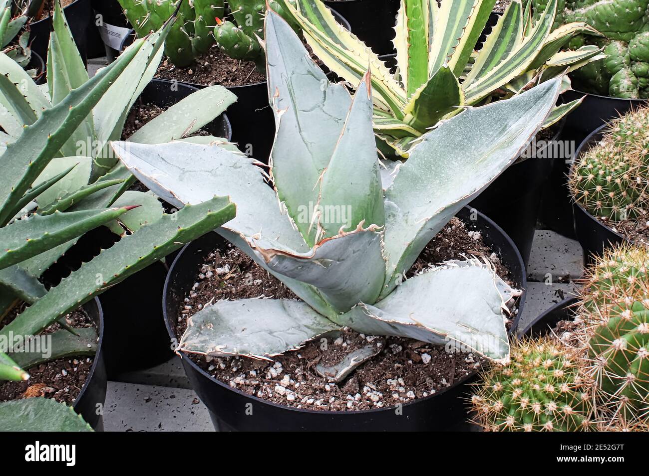 An aloe plant mixed in between various cactus and succulents Stock Photo