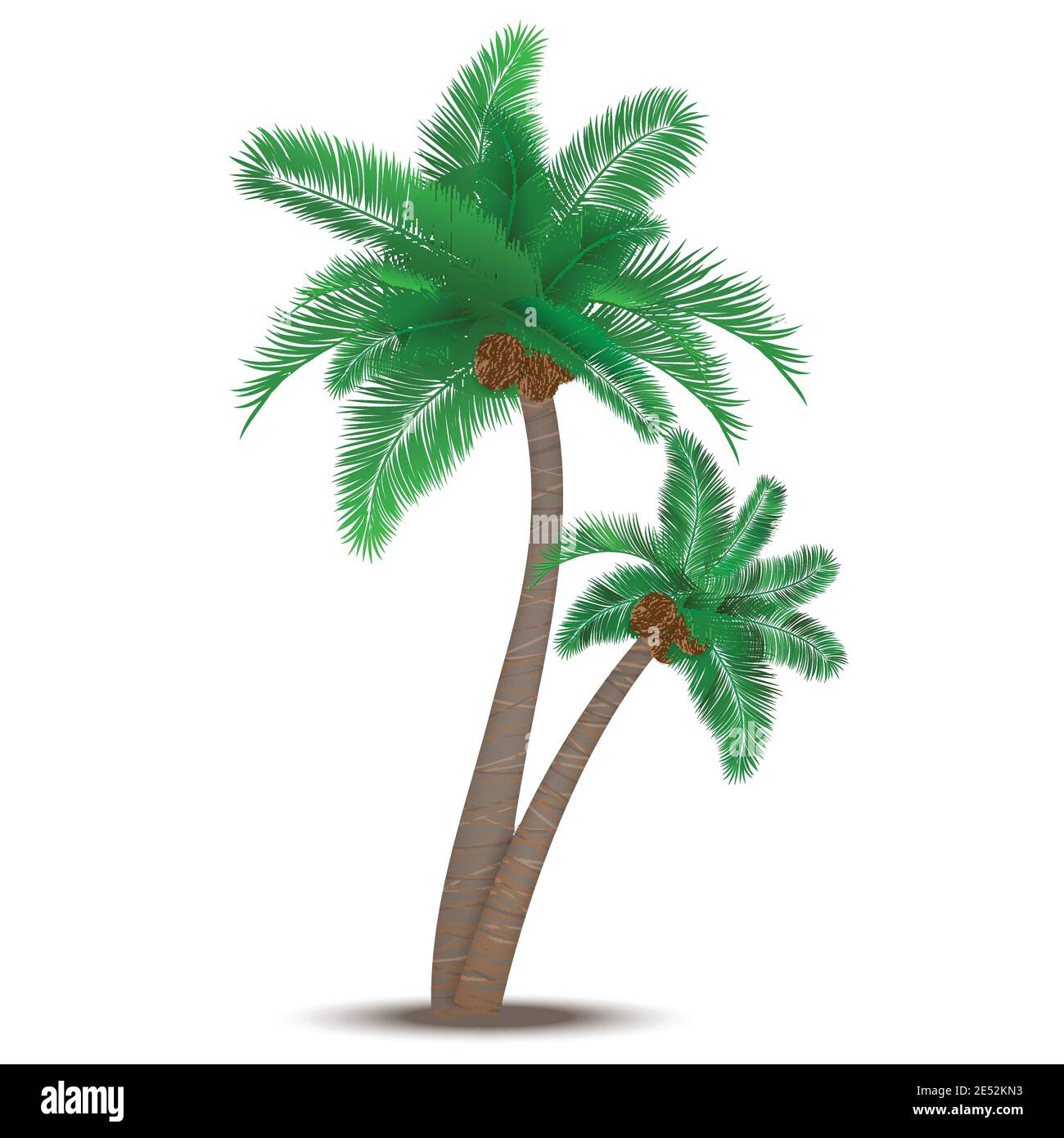 Tropical palm tree with coconuts symbol isolated vector illustration ...