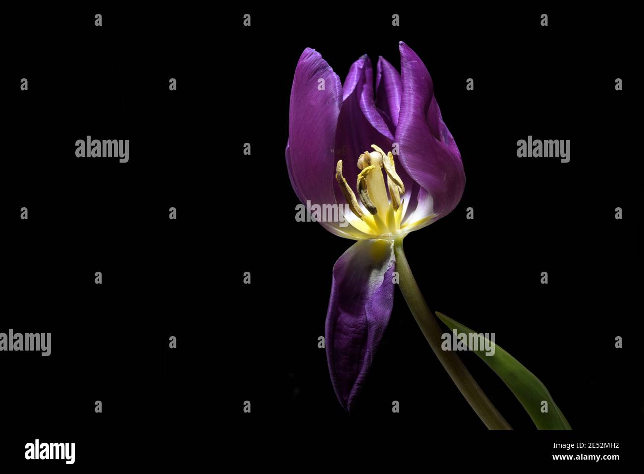 Purple tulip flower with visible yellow stamen and pistil isolated on a black background, copy space, selected focus, narrow depth of field Stock Photo