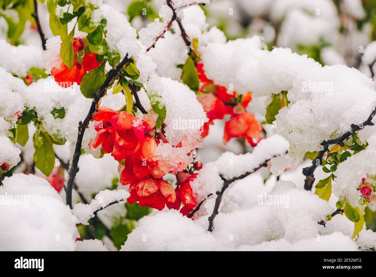 Red flowering of a tree under spring snow. High quality photo Stock Photo
