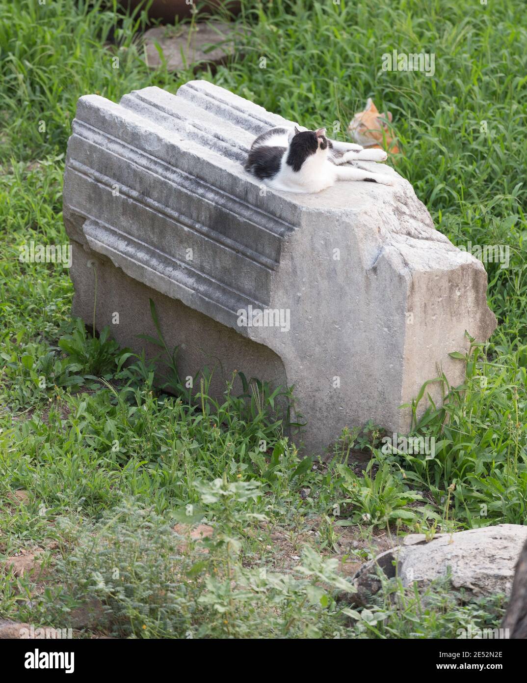 Italy Rome Cats recline among Roman ruins. Stock Photo