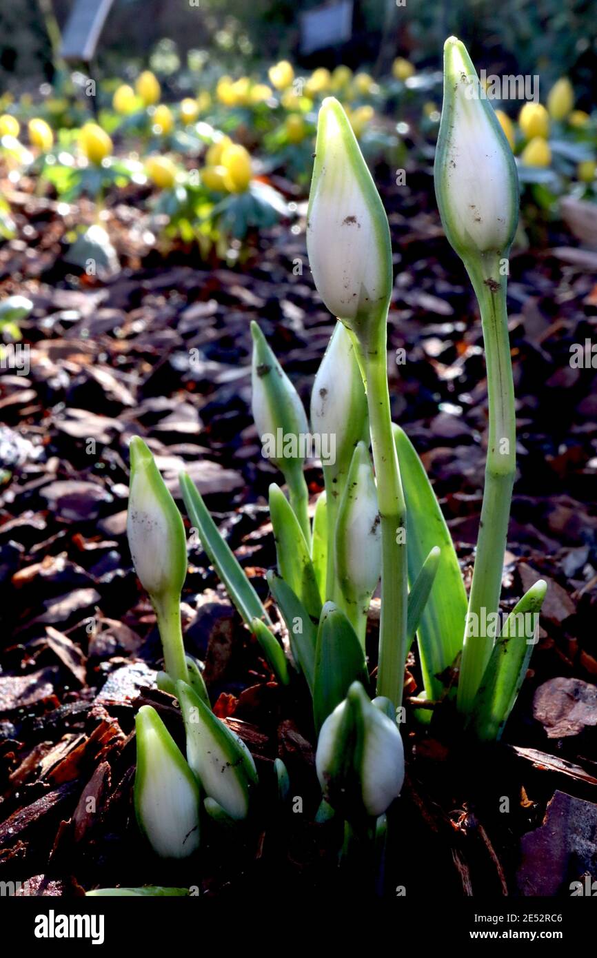 Galanthus ‘Ophelia‘ Snowdrop Ophelia – budding double snowdrops,  January, England, UK Stock Photo