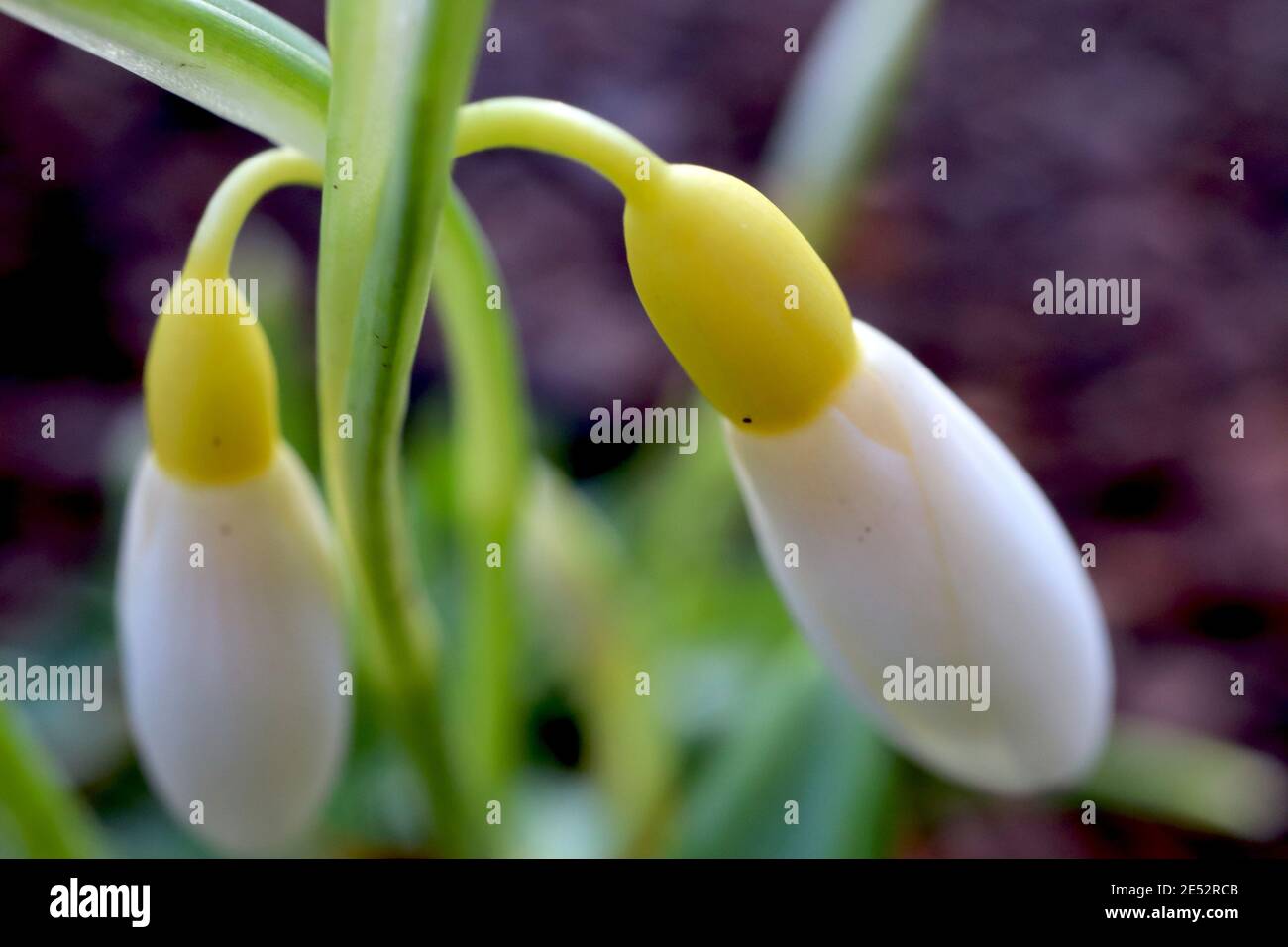 Galanthus plicatus ‘Wendys Gold‘ Snowdrop Wendy’s Gold – budding yellow snowdrops,  January, England, UK Stock Photo