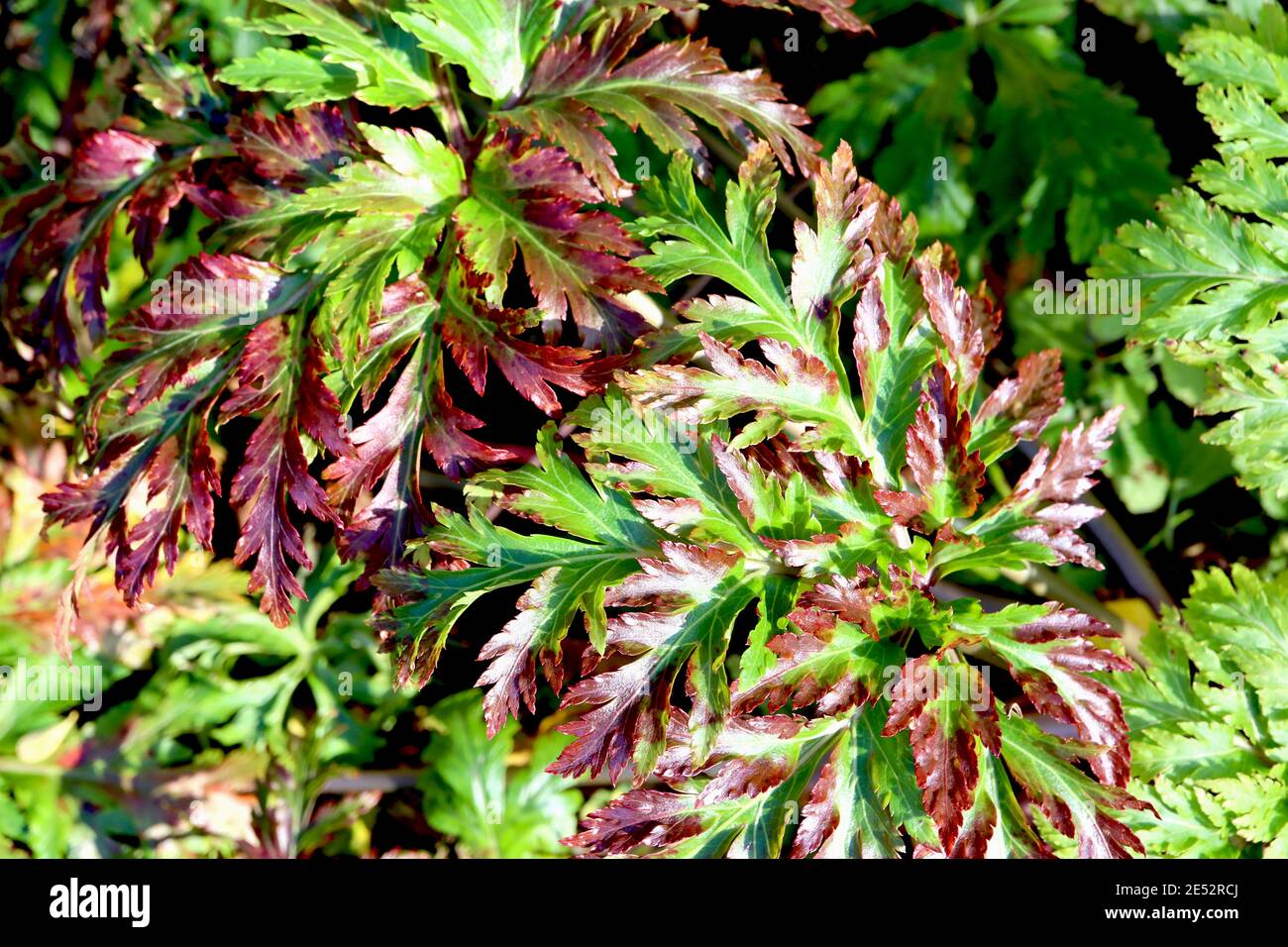 Geranium maderense leaves Giant herb Robert – large fern-like green leaves flushed with red,  January, England, UK Stock Photo