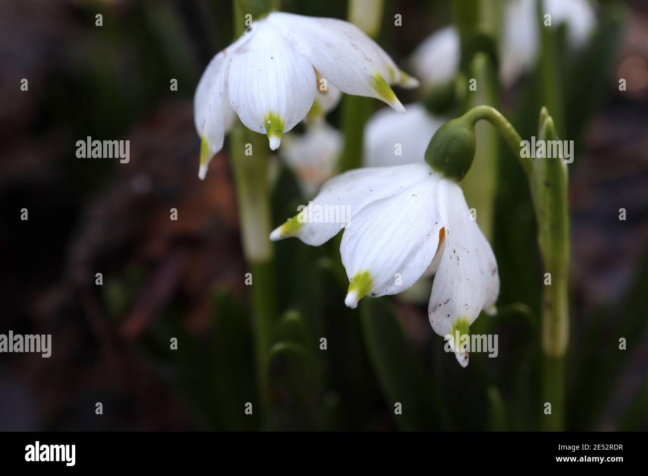 Leucojum Vernum Var Vagneri Spring Snowflake White Lampshade Shaped Flower With Green Spots January England Uk Stock Photo Alamy