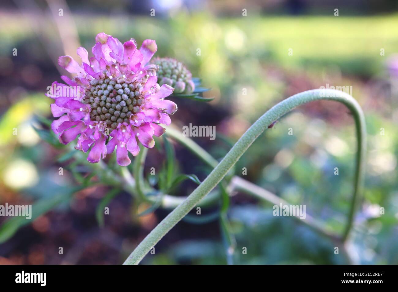 Scabiosa columbaria ‘Pink Mist’ Scabious Pink Mist – pink pincushion flower with bending stem, January, England, UK Stock Photo