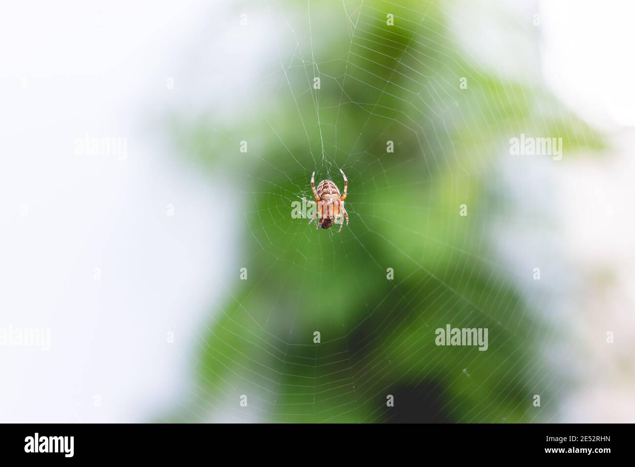 Macro shot of a tiny spider in its web Stock Photo - Alamy
