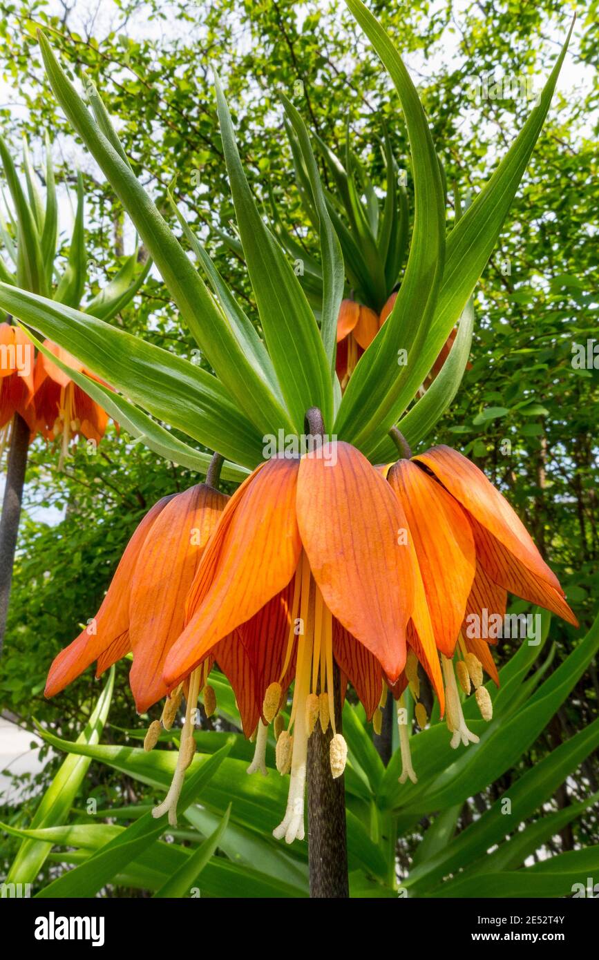 Fritillaria imperialis. This spring blooming perennial has a pungent skunk like odor. Also know as crown imperialis. Stock Photo