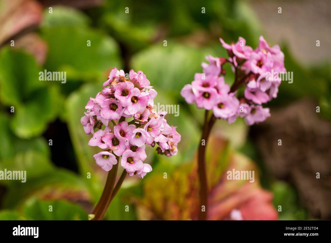 The flowers of Bergenia crassifolia, or badan, native to Siberia and Mongolia, where the rhizomes are used for tea and medicinal purposes. Stock Photo