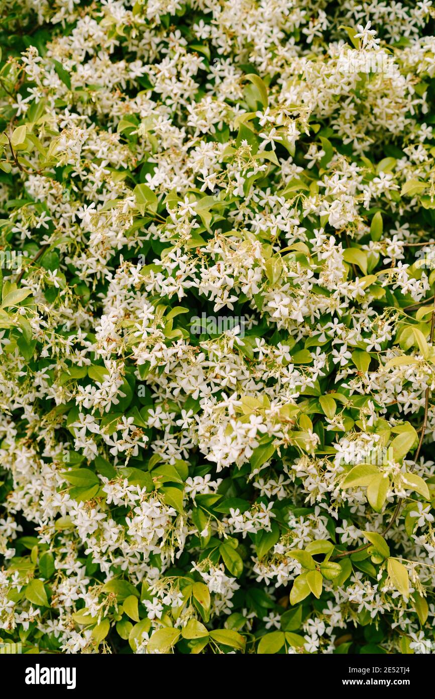Close-up of fragrant Trachelospermum jasminoides during flowering. Stock Photo