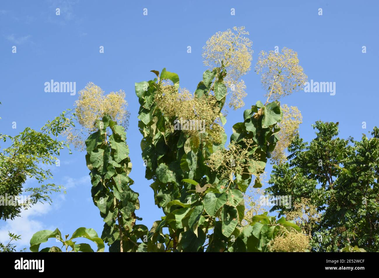 Blossoms of Teak Tree, Phrae, Northwest Thailand, spreading Treetop