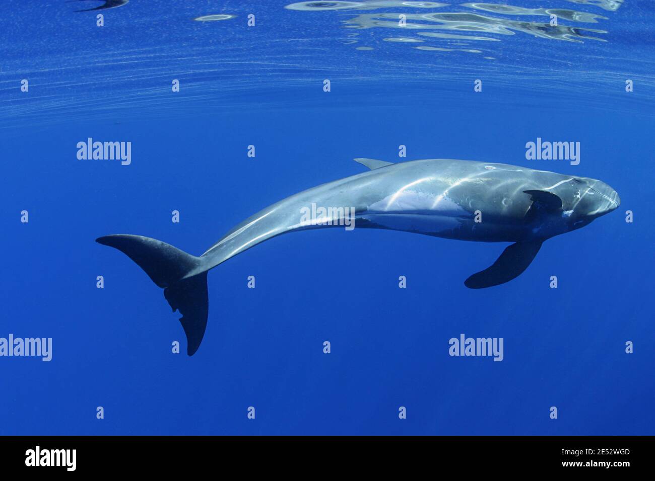 pygmy killer whale, Feresa attenuata, South Kona, Hawaii, U.S.A. ( Central Pacific Ocean ) Stock Photo