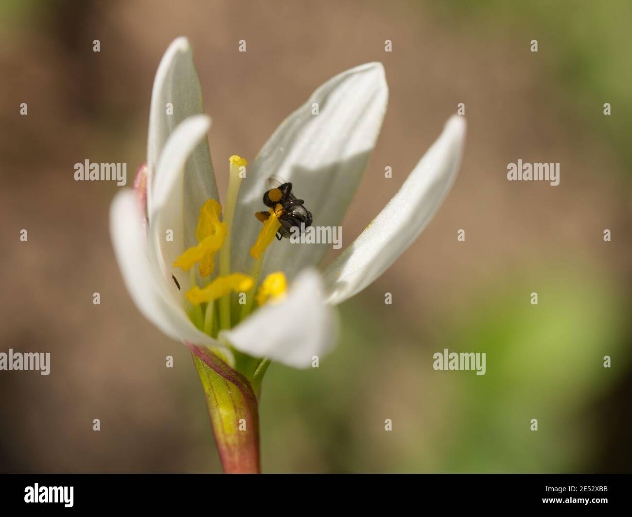 Australian native bee Stock Photo