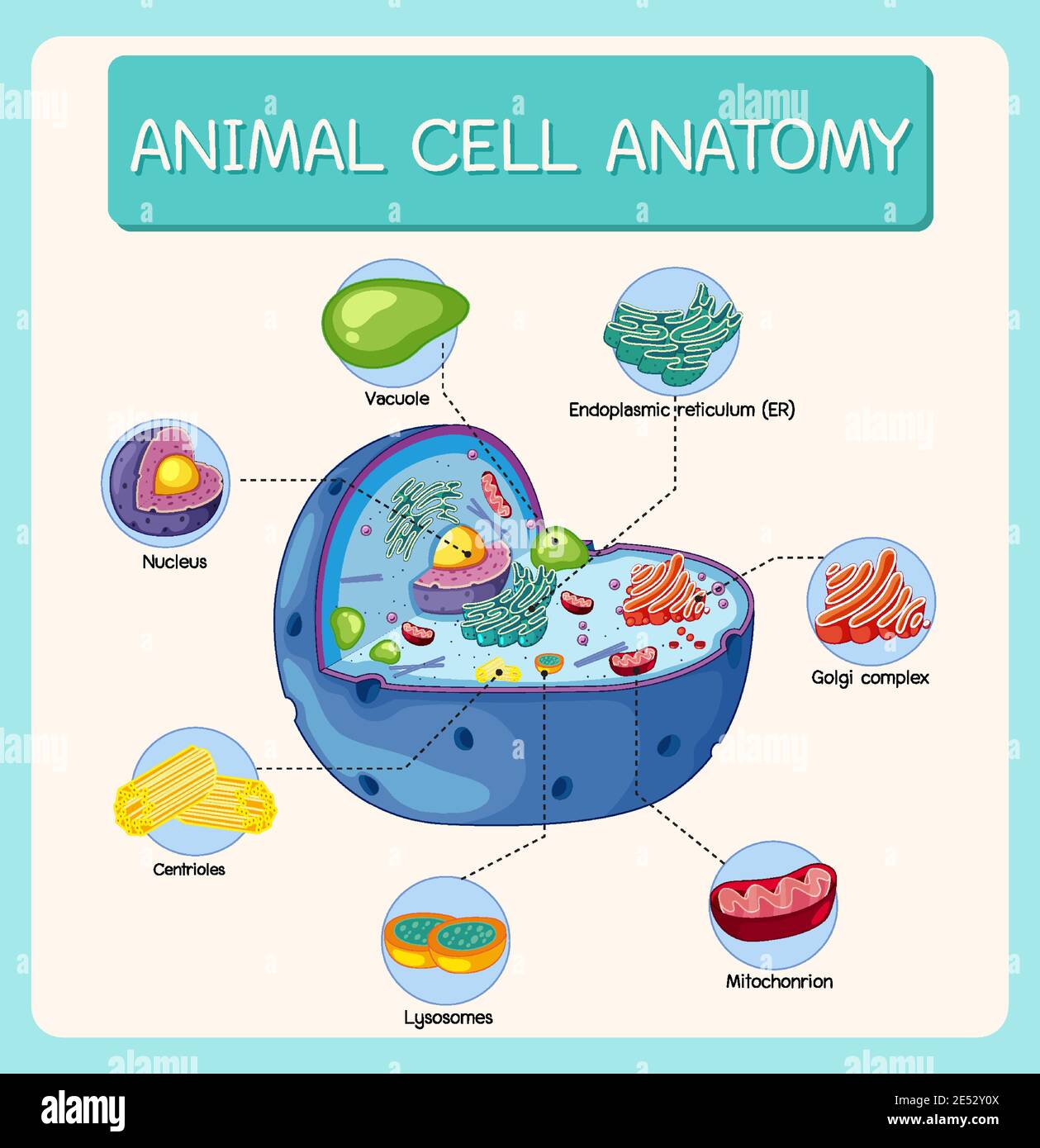 Anatomy of animal cell (Biology Diagram) illustration Stock Vector Image &  Art - Alamy