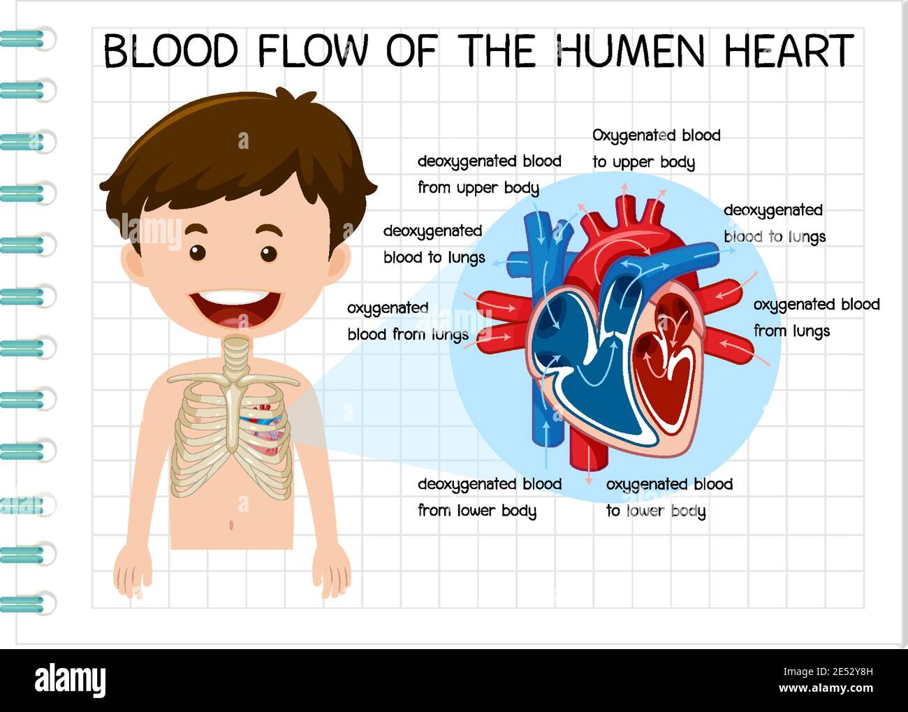 Have you ever wondered how many muscles you have in your body? Diagram Of Blood Flow Of The Human Heart Illustration Stock Vector Image Art Alamy