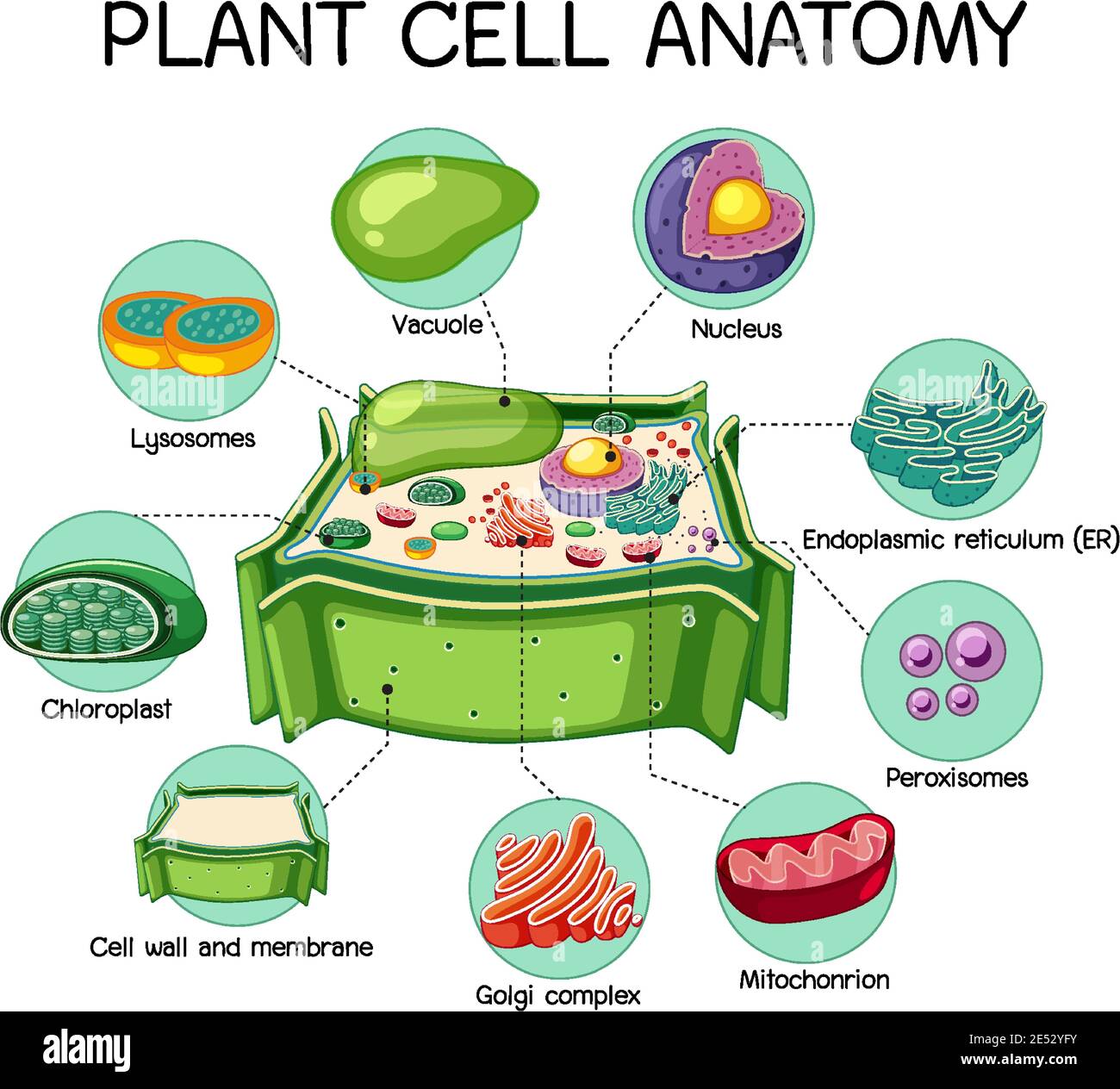 Anatomy of plant cell (Biology Diagram) illustration Stock Vector