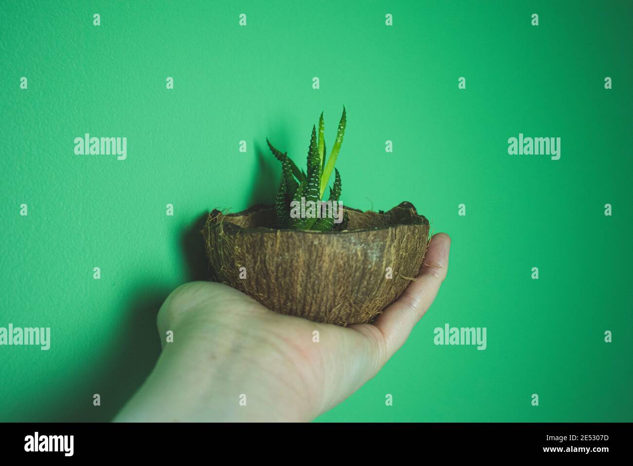 Small succulent growning in a coconut shell. Stock Photo