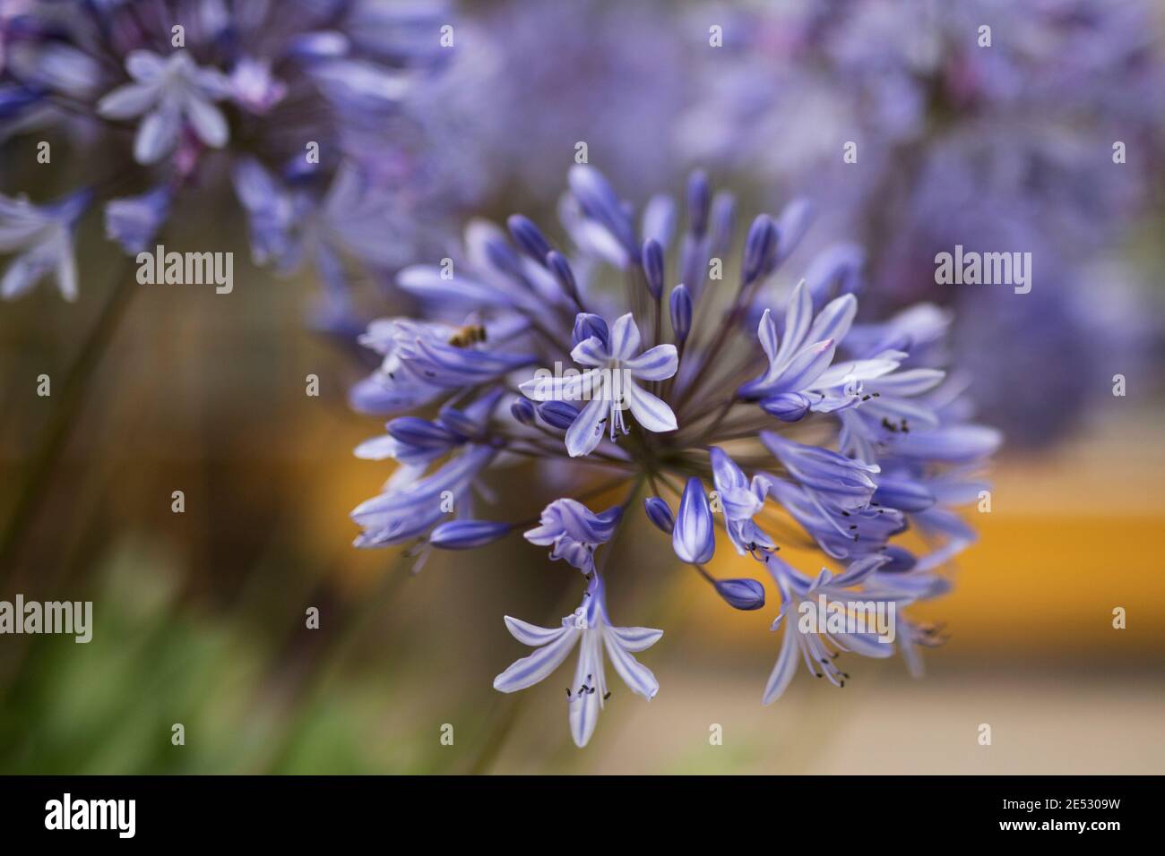 Agapanthus praecox (common agapanthus, blue lily, African lily, or lily of the Nile), a perennial flower native to southern Africa. Stock Photo