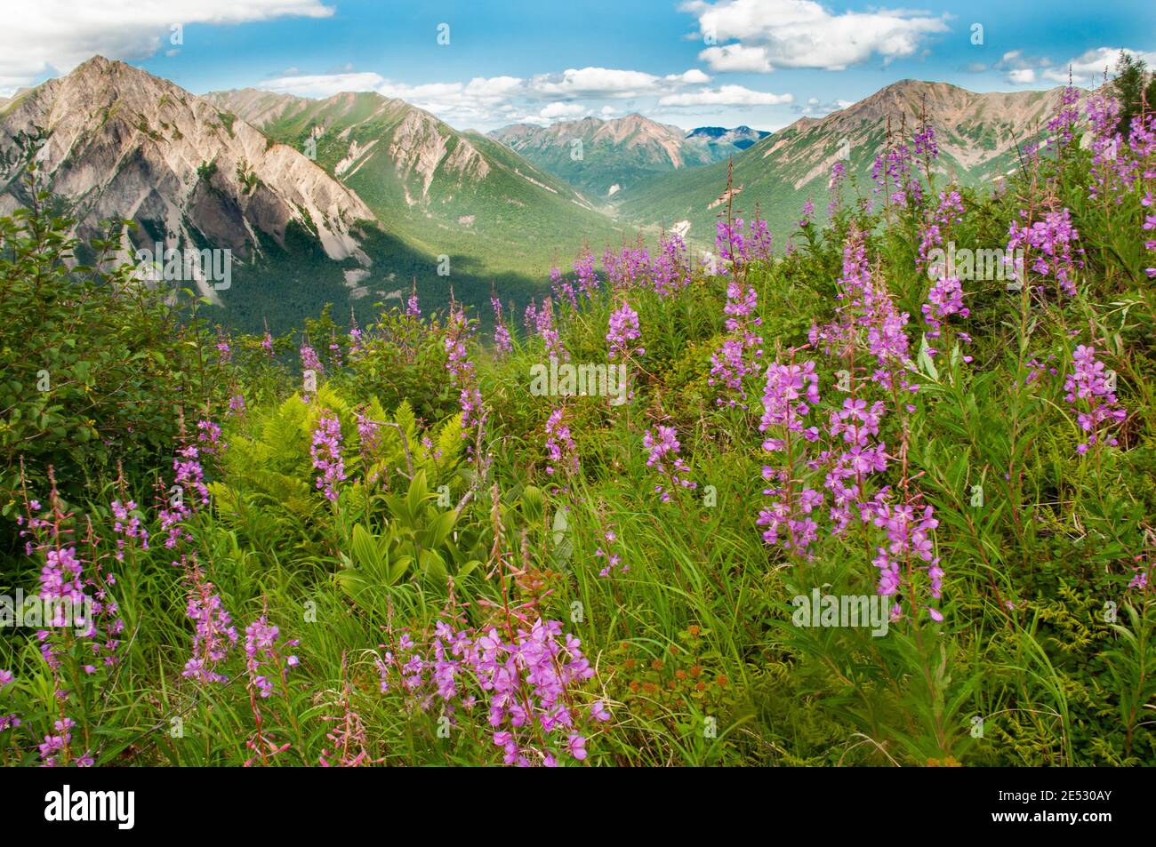 Wildflowers and Mountains in Lake Clark National Park, Alaska Stock Photo