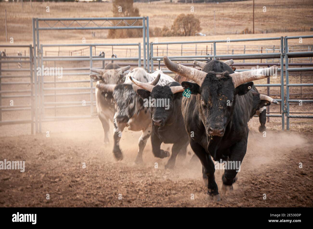Cattle stampede hires stock photography and images Alamy