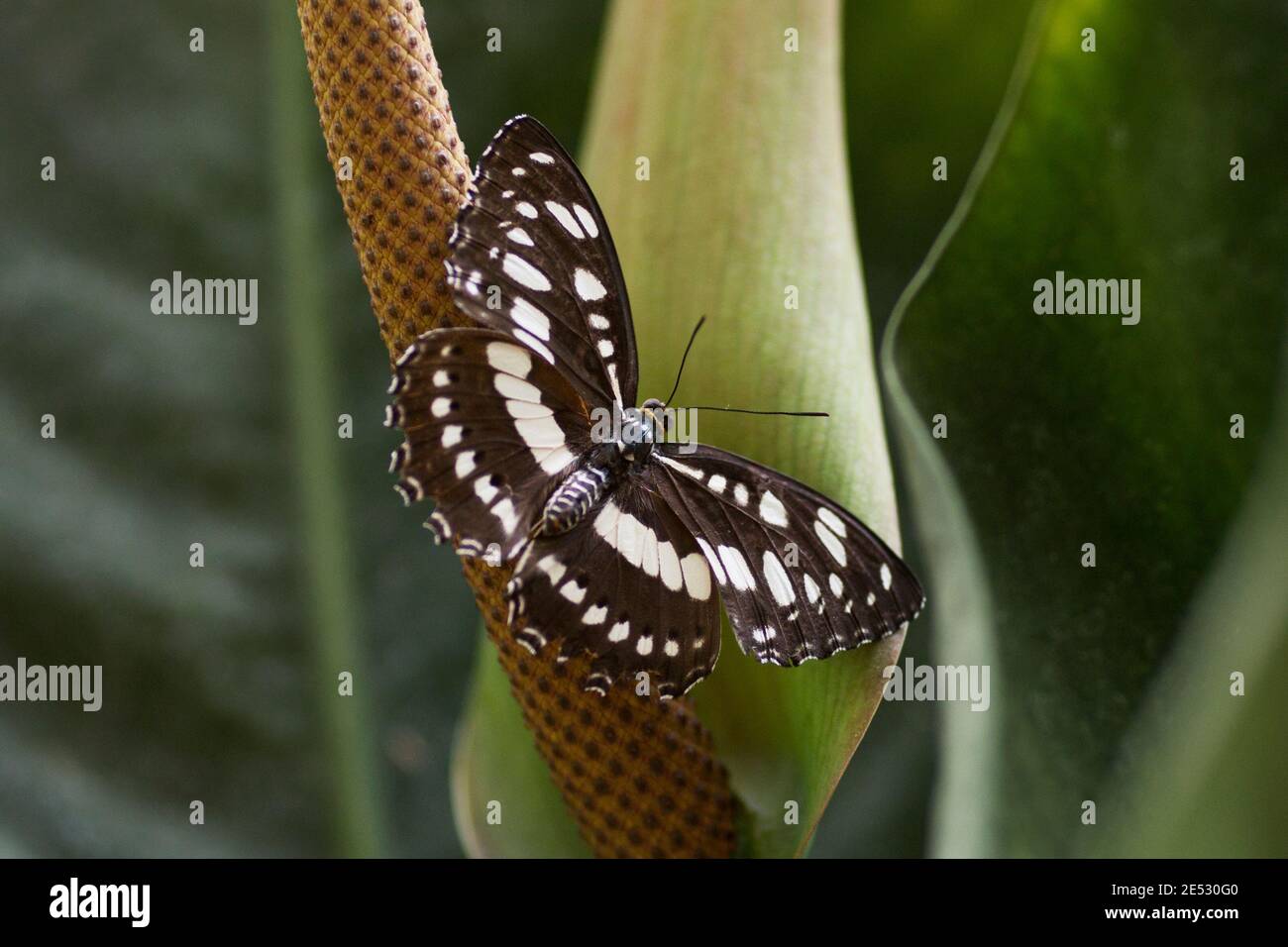 Neptis columella, or short banded sailer, a species of nymphalid butterfly found in South and Southeast Asia, sitting on a tropical plant. Stock Photo