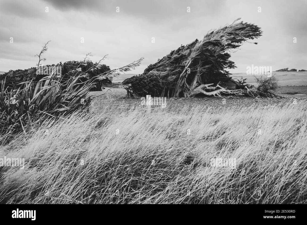 Group of macrocarpa trees bent over in wind in Southland field, New Zealand  Stock Photo - Alamy