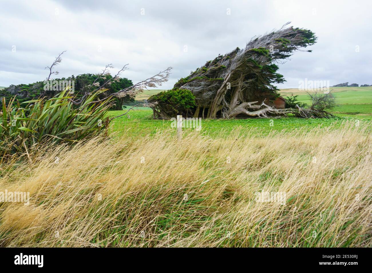 Windswept trees new zealand hires stock photography and images Alamy