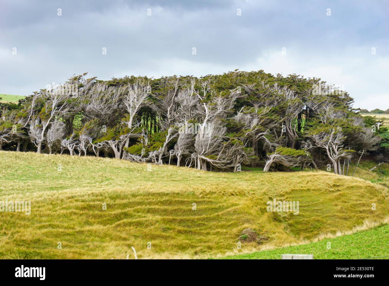Windblownd macrcarpa trees in Southland field bent over by constant strong wind. Stock Photo