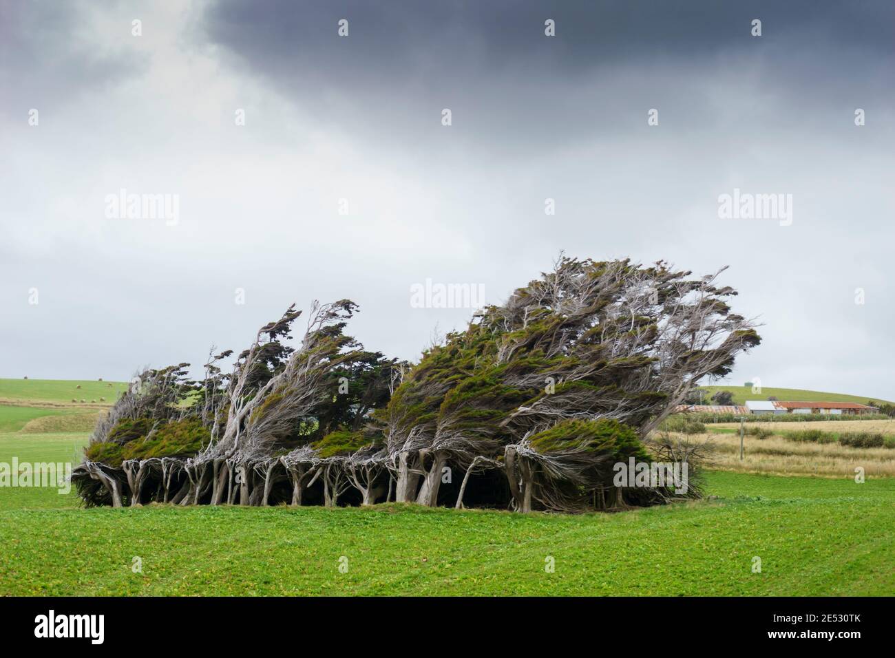 Windswept trees new zealand hires stock photography and images Alamy