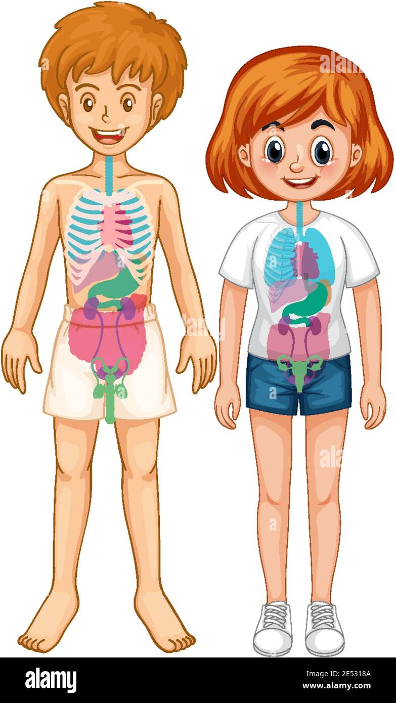 Internal Organs Diagram For Kids English Teaching Worksheets: Body
