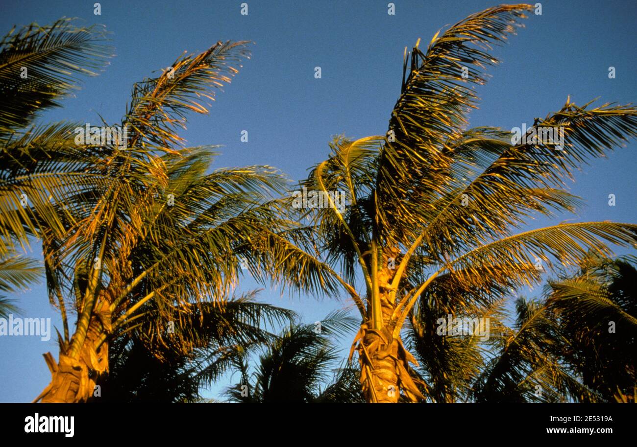 PALM TREES BLOWING IN THE WIND IN THE LATE AFTERNOON SUN, WESTERN