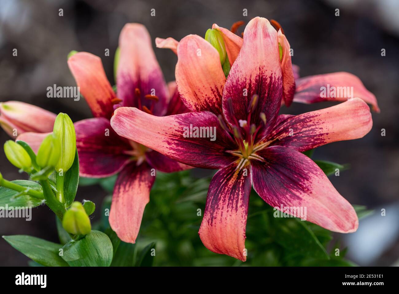 Asiatic Lily, Asiatisk lilja (Lilium asiatica Stock Photo Alamy