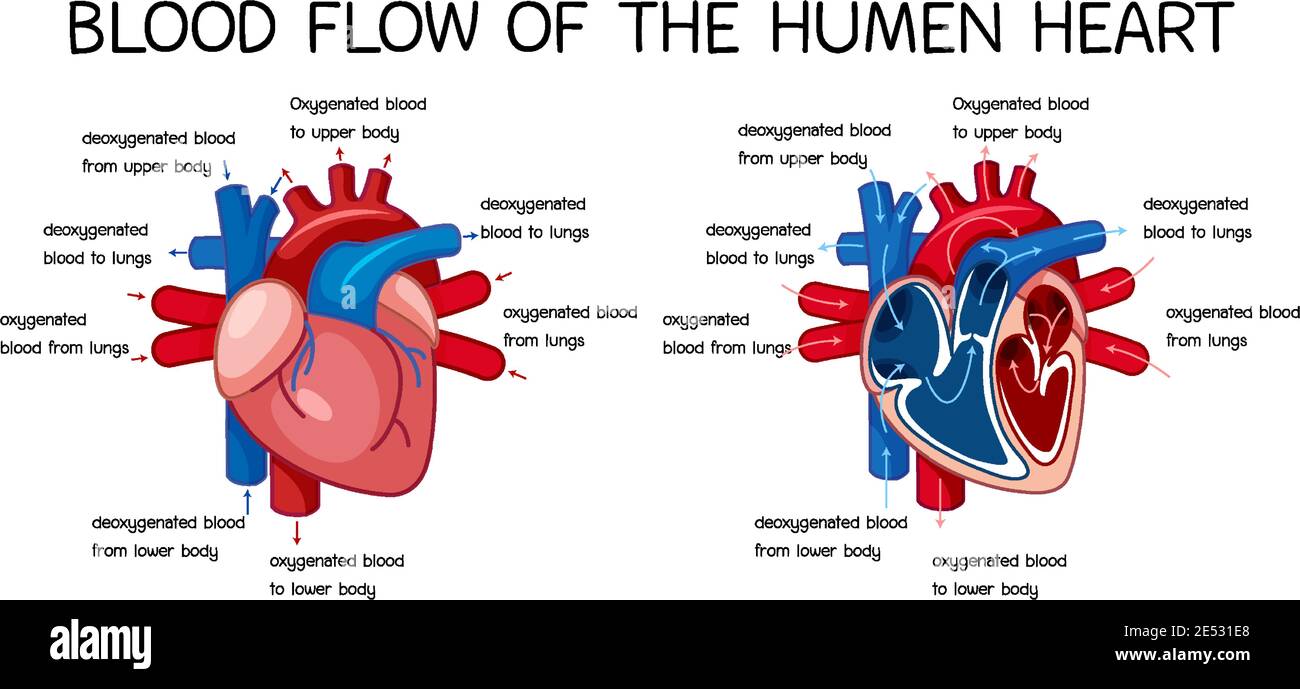 Blood flow of human heart diagram illustration Stock Vector Image & Art ...