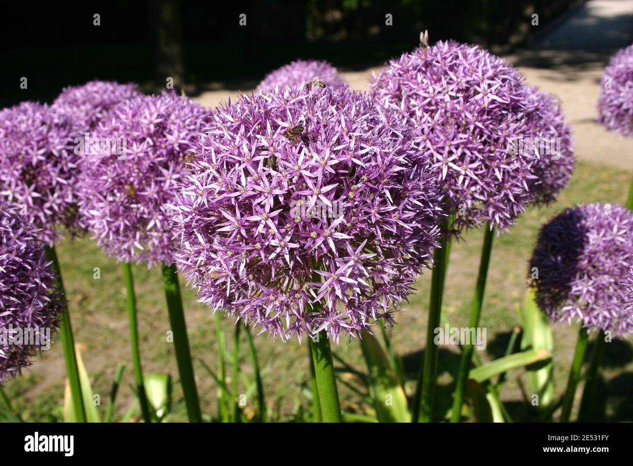 CLOSE UP OF GIANT ORNAMENTAL ONION (ALLIUM) FLOWERSAN ASIAN SPECIES OF ONION NATIVE TO CENTRAL AND SOUTHWESTERN ASIA. Stock Photo
