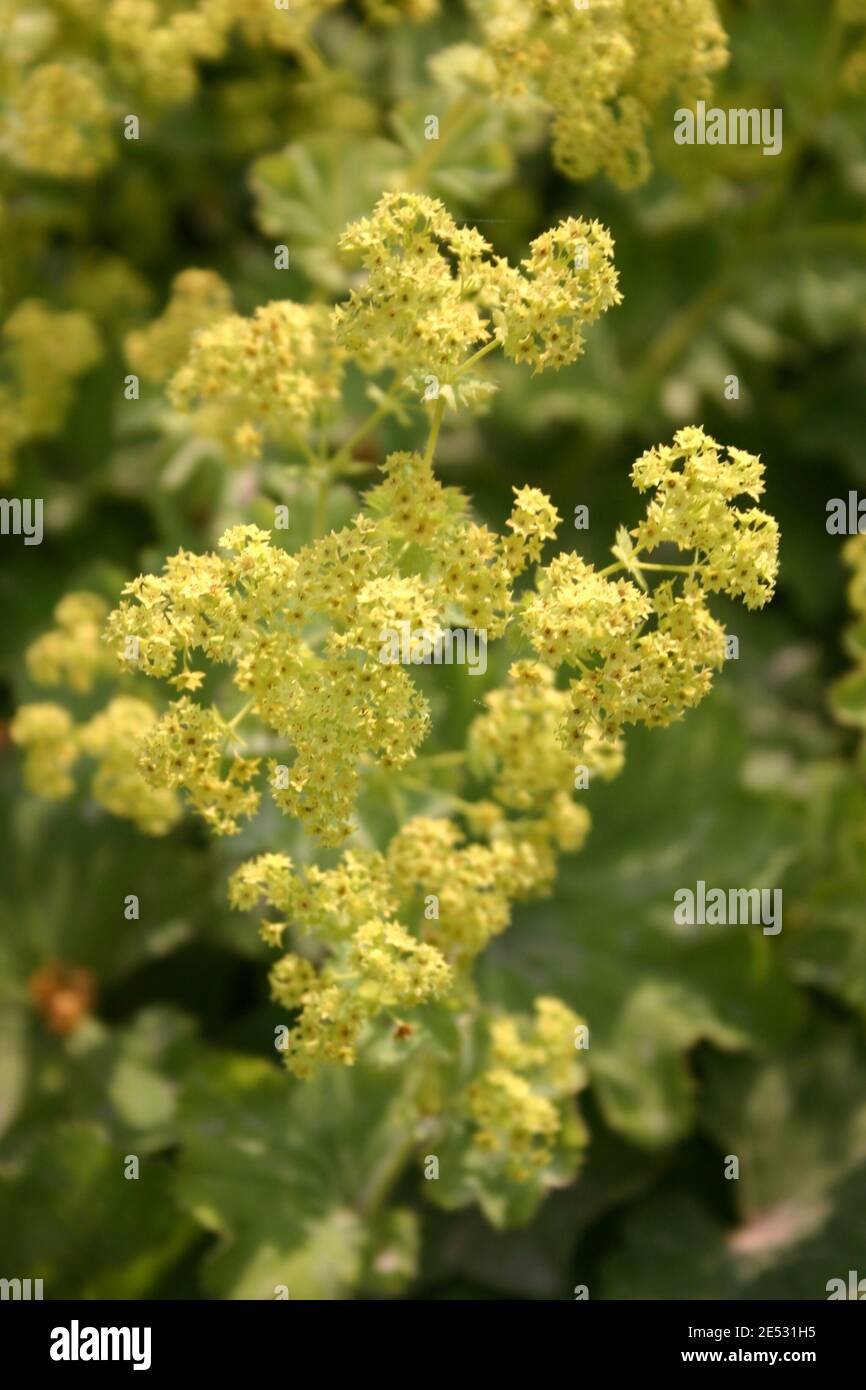 Perennials ladys mantle hi-res stock photography and images - Alamy