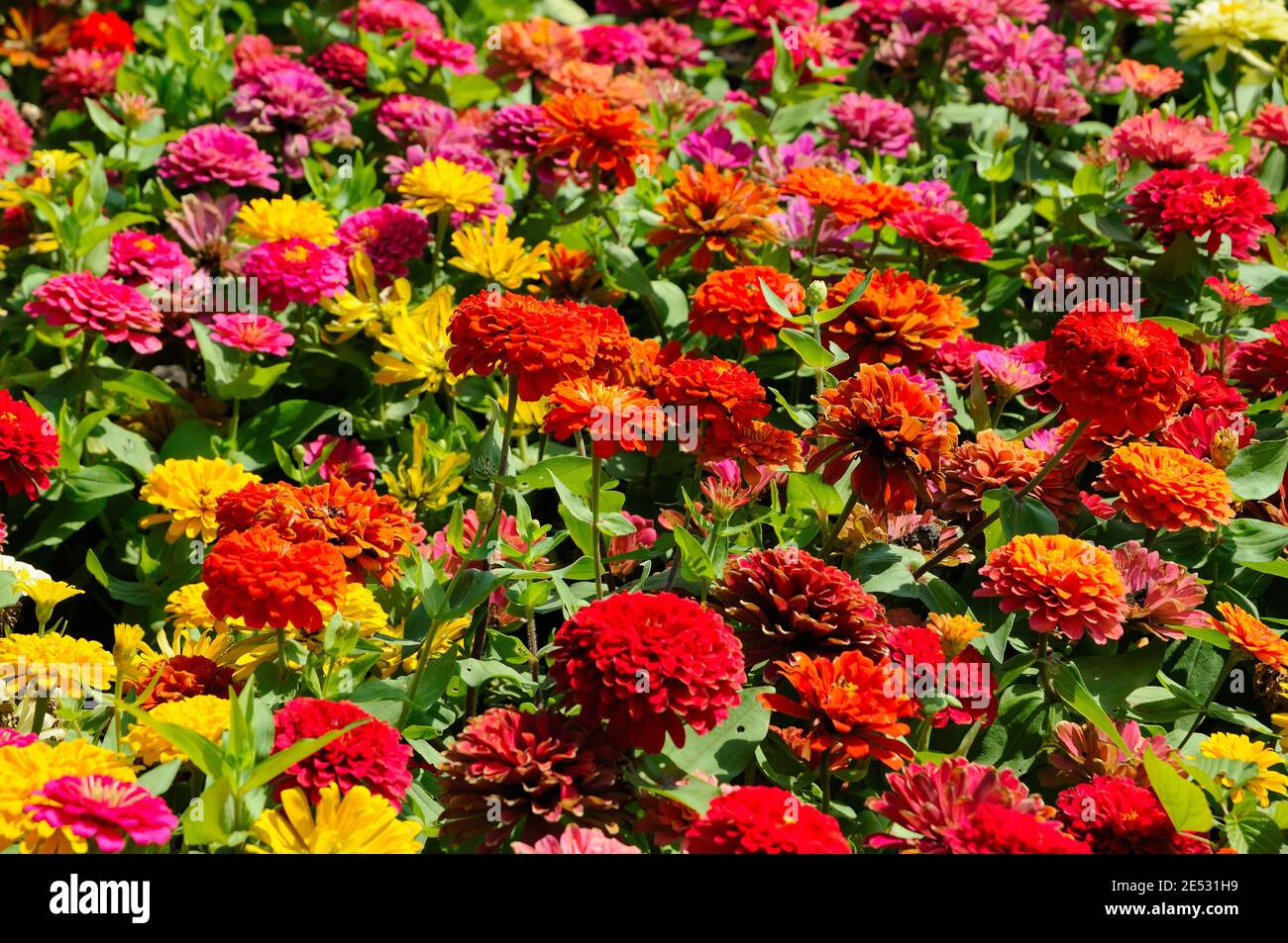 Attractive Colorful Flowers Stock Photo - Alamy