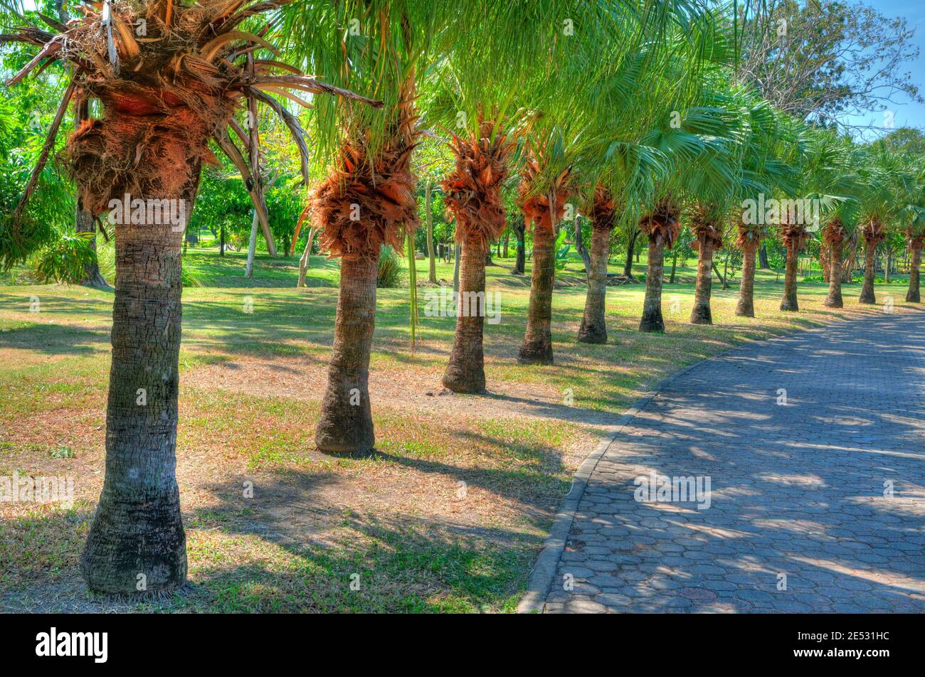 Coconut Trees in Line in a Park  (in high dynamic range) Stock Photo